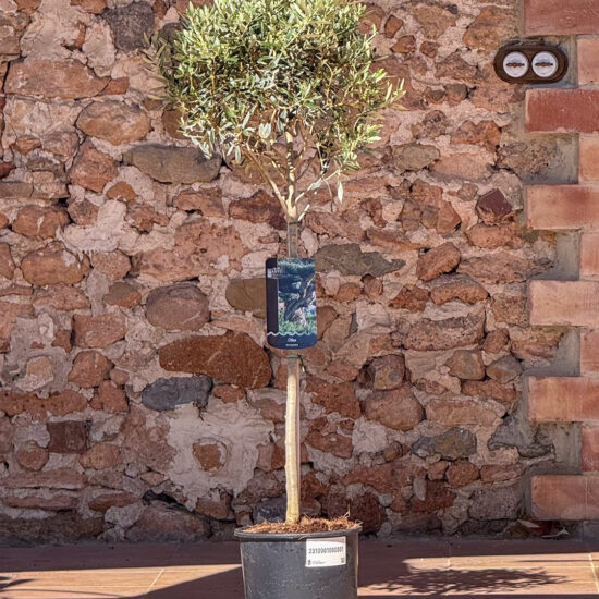 Olivo 1/2 Bola Fusta 2