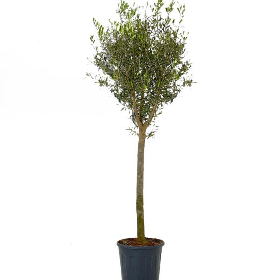 Olivo 12-14 25 lt 2