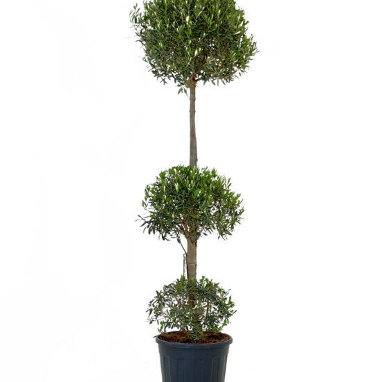 Olivo 3 bolas 55 lt 2