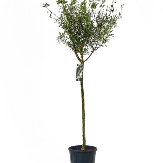 Olivo 8 10 15lt 2