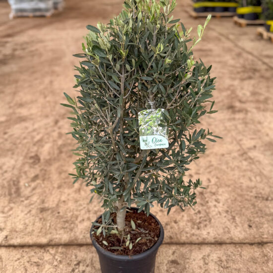 Olivo Arbustivo 10lt