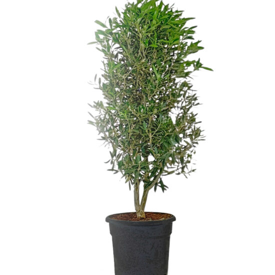 Olivo Arbustivo 10lt 2