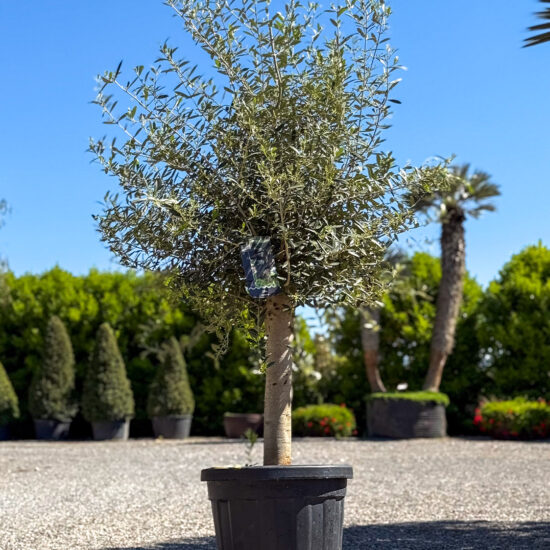 Olivo Intensivo 45 lt
