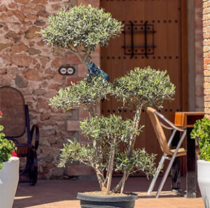 Olea-europeacat
